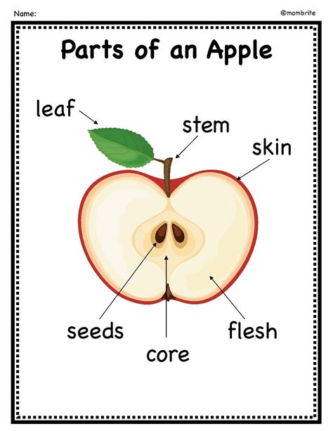 Parts Of An Apple Printable